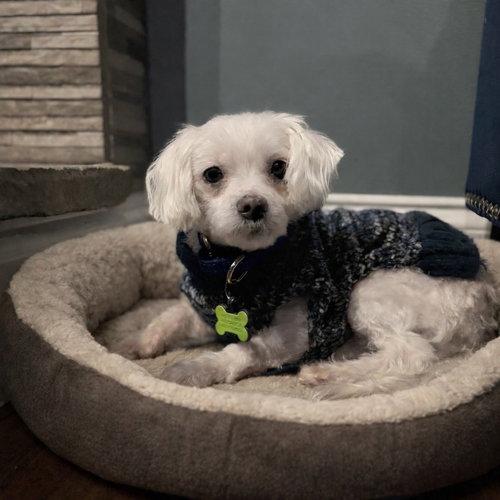 Boomer Gatlin, an adoptable Maltese in Saunderstown, RI