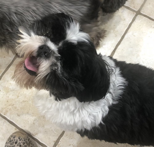 Buddy Hadley, an adoptable Shih Tzu in Saunderstown, RI