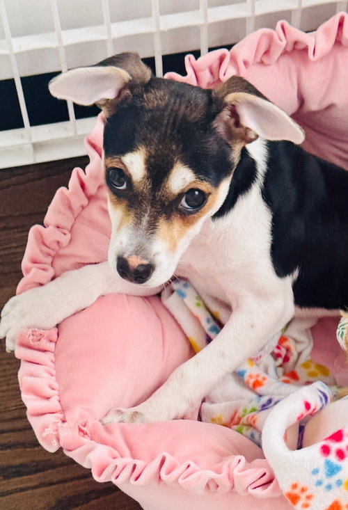Rose Bud, an adoptable Feist in Saunderstown, RI