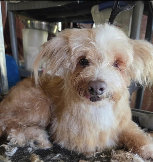 Wink Pip, an adoptable Unknown breed in Saunderstown, RI