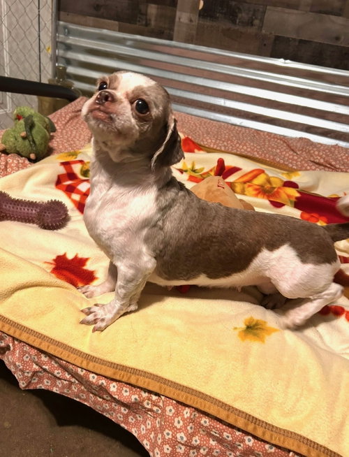 Layla Wright, an adoptable Shih Tzu in Saunderstown, RI