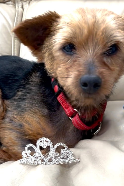 Lily Wright, an adoptable Yorkshire Terrier Yorkie in Saunderstown, RI