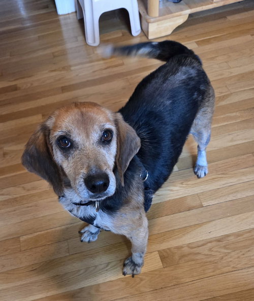 Pappy Seago, an adoptable Beagle in Saunderstown, RI