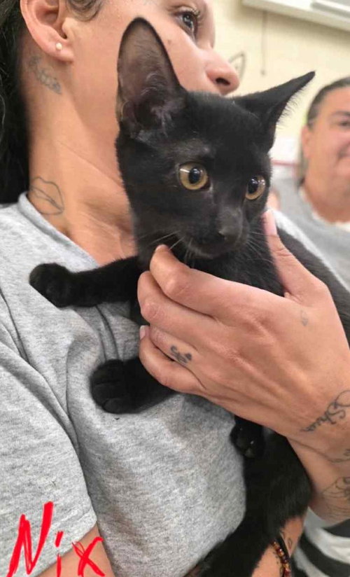 Nix C Harrell, an adoptable Domestic Short Hair in Saunderstown, RI