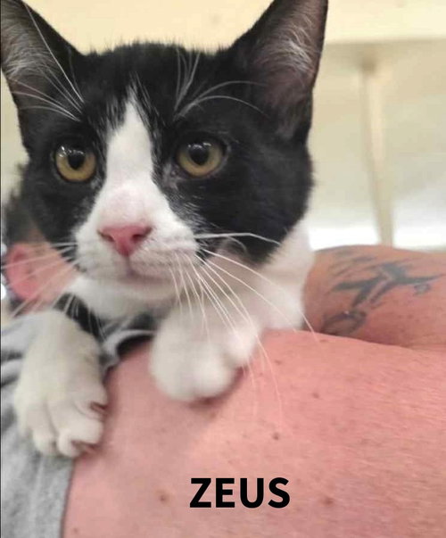 Zeus C Harrell, an adoptable Domestic Short Hair in Saunderstown, RI