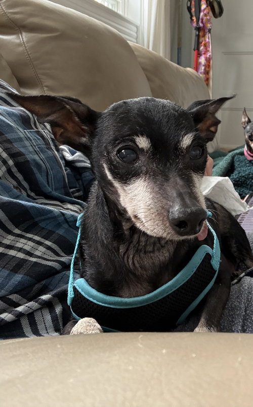 Butter Bean, an adoptable Miniature Pinscher in Saunderstown, RI