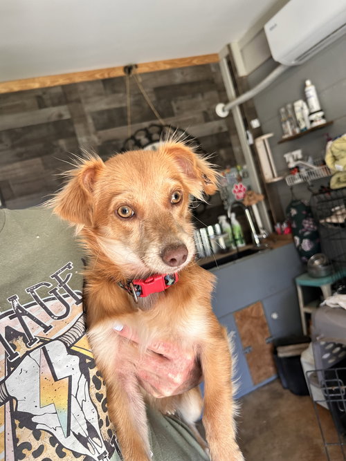 Fran Wright, an adoptable Chihuahua in Saunderstown, RI