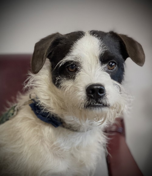 Oreo Wood, an adoptable Terrier in Saunderstown, RI