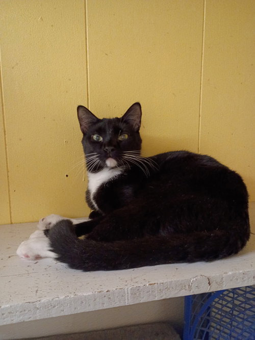 Checkers C Harrell, an adoptable Tuxedo in Saunderstown, RI
