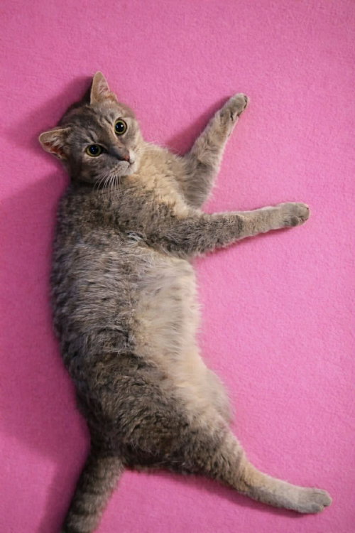 Echo Grey C Norris, an adoptable Tabby in Saunderstown, RI