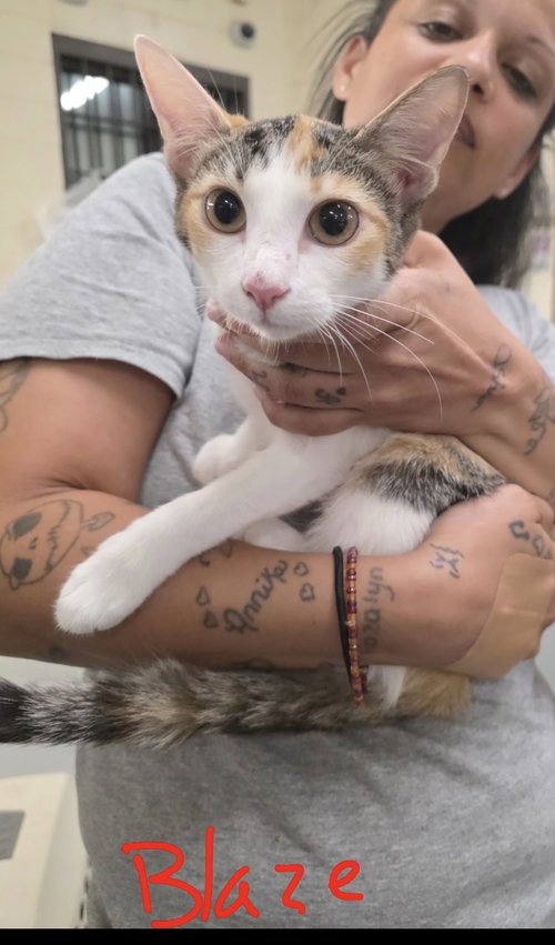 Blaze C Harrell, an adoptable Calico in Saunderstown, RI