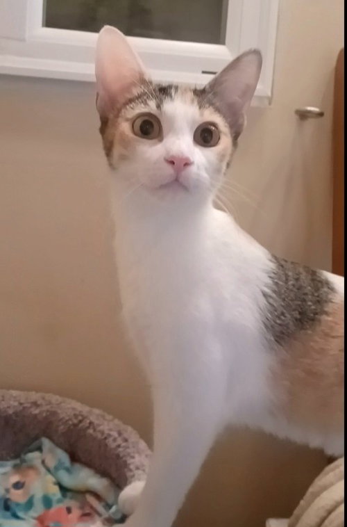 Blaze C Harrell, Baby Calico / Mixed (short coat), cat for adoption in Norwich, Connecticut