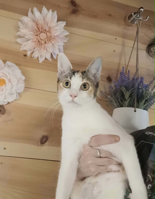 Blaze C Harrell, an adoptable Calico in Saunderstown, RI