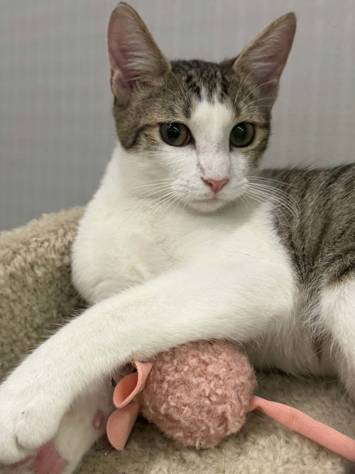 Archer C Harrell  COME MEET ME, an adoptable Domestic Short Hair in Saunderstown, RI