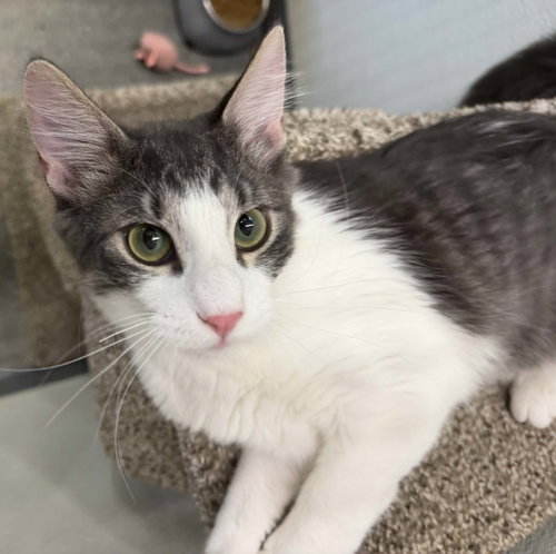 Nitro C Harrell  COME MEET ME, an adoptable Domestic Short Hair in Saunderstown, RI