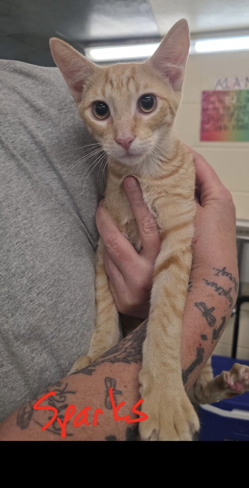 Sparks C Harrell, an adoptable Tabby in Saunderstown, RI