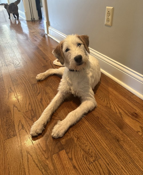 Winter Whisper, an adoptable Hound in Saunderstown, RI