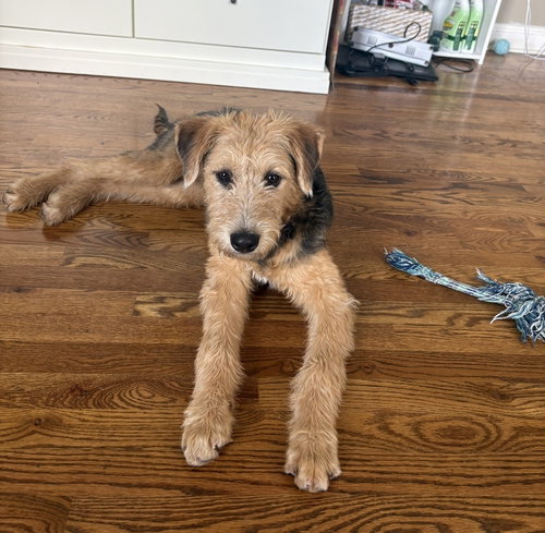 Sunny Meadow, an adoptable Hound in Saunderstown, RI