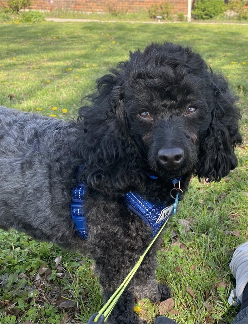 Gus Eli, an adoptable Poodle in Saunderstown, RI