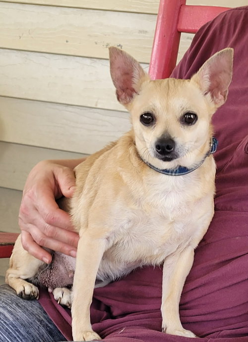 Sadie Hope Kirkland, an adoptable Chihuahua in Saunderstown, RI