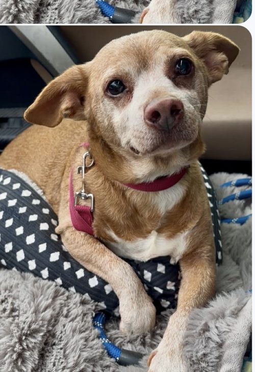 Jo-Jo Moore, an adoptable Chihuahua in Saunderstown, RI