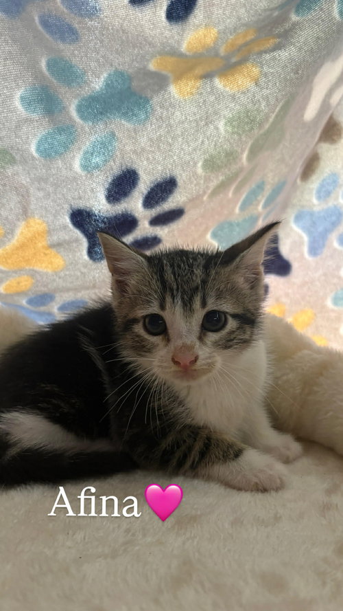 Afina C Grace, Baby Domestic Short Hair / Mixed (short coat), cat for adoption in Norwich, Connecticut