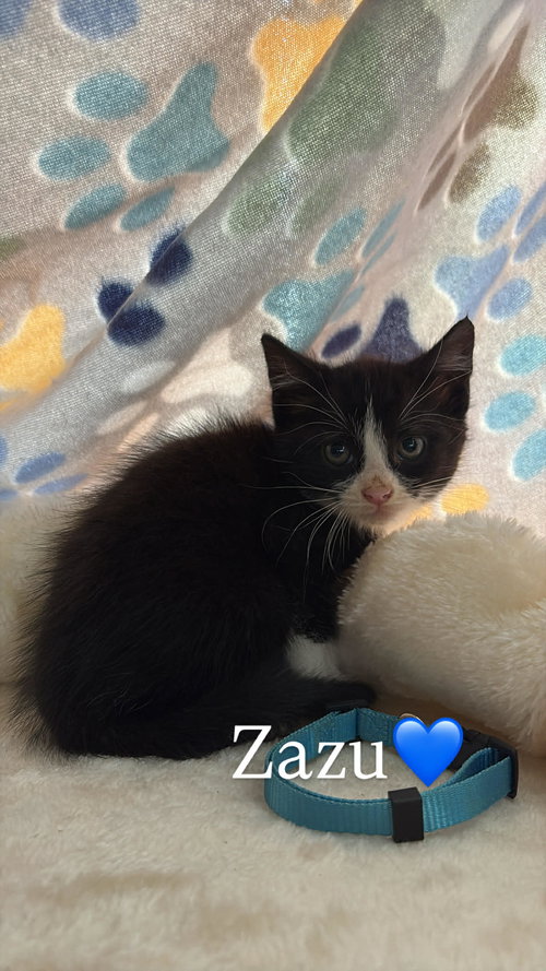 Zazu C Grace, Baby Domestic Short Hair, cat for adoption in Norwich, Connecticut
