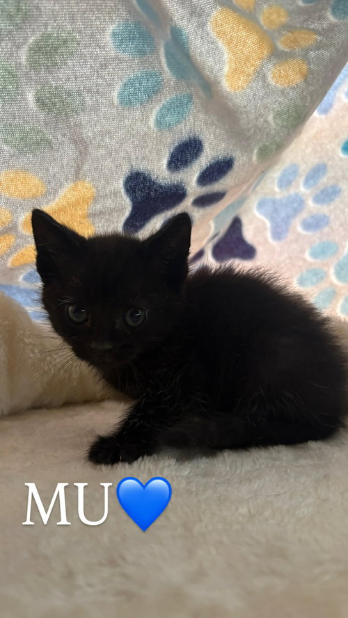Mu C Grace, Baby Domestic Short Hair (short coat), cat for adoption in Norwich, Connecticut
