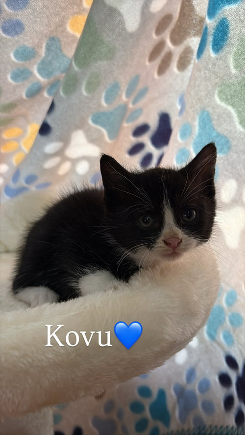 Kovu C Grace, Baby Domestic Short Hair (short coat), cat for adoption in Norwich, Connecticut