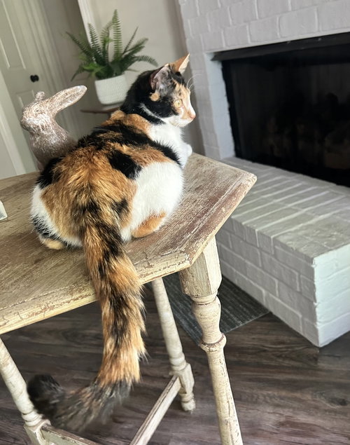 Luna C Harrel, Baby Calico (medium coat), cat for adoption in Norwich, Connecticut