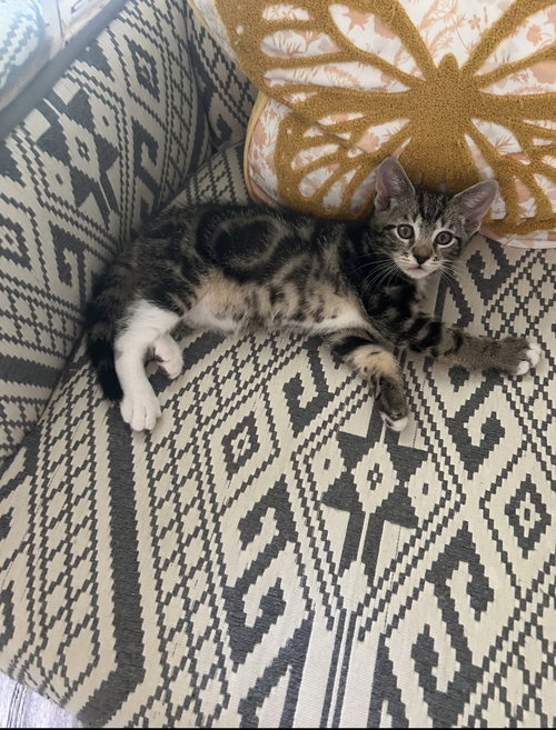 Enos C Harrel, Baby Tabby (short coat), cat for adoption in Norwich, Connecticut