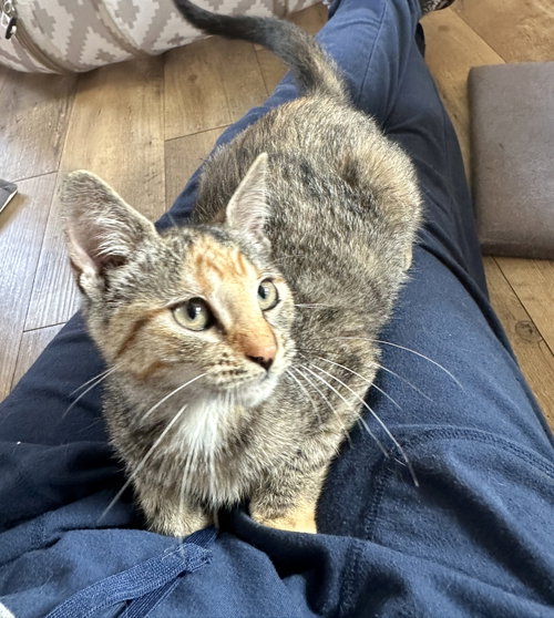 Tabitha C Ingram, Baby Tabby / Domestic Short Hair / Mixed (short coat), cat for adoption in Saunderstown, Rhode Island