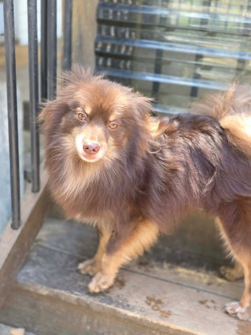 Teddy Wood, an adoptable Pomeranian in Saunderstown, RI