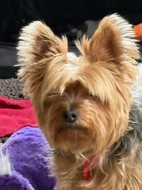 Trixie OS Franzen, an adoptable Yorkshire Terrier Yorkie in Saunderstown, RI