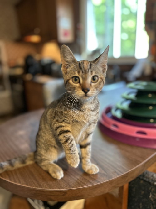 Marigold C Wood, an adoptable Tabby in Saunderstown, RI