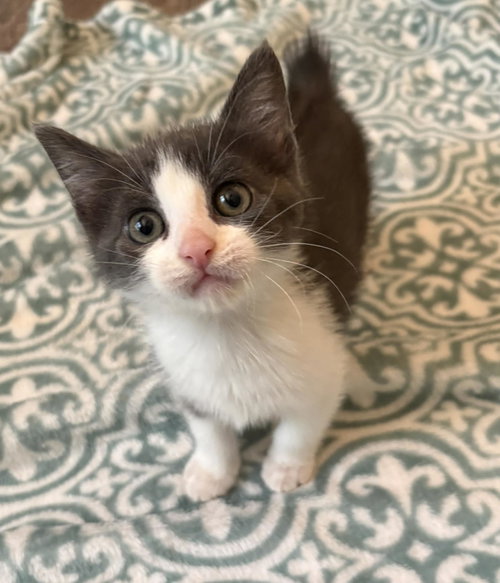 Padma C Grace, Baby Tuxedo / Mixed (short coat), cat for adoption in Saunderstown, Rhode Island