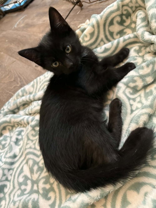 Ron C Grace, Baby Domestic Short Hair / Mixed (short coat), cat for adoption in Saunderstown, Rhode Island