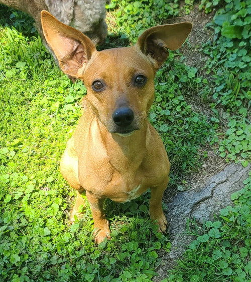 Charlotte Seago, an adoptable Chihuahua in Saunderstown, RI