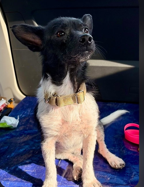 Zigzag Zippy, an adoptable Terrier in Saunderstown, RI