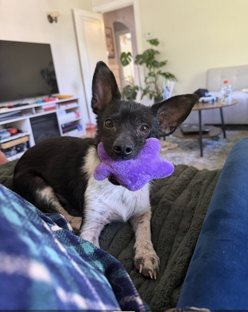 Zigzag Zippy, an adoptable Terrier in Saunderstown, RI