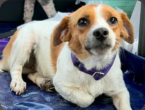 Penny Bright, an adoptable Terrier in Saunderstown, RI