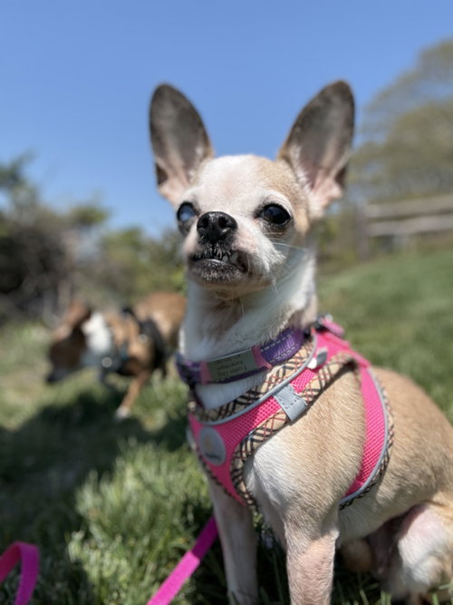 Bella Bee, an adoptable Chihuahua in Saunderstown, RI