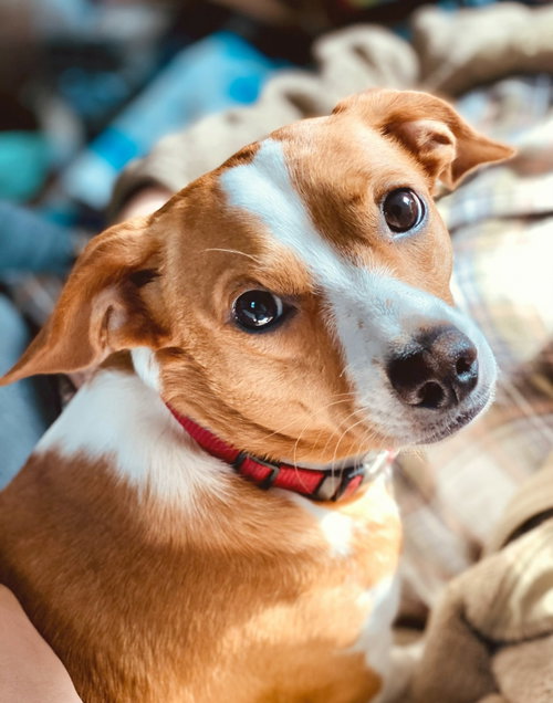 Nico Russ, an adoptable Corgi in Saunderstown, RI