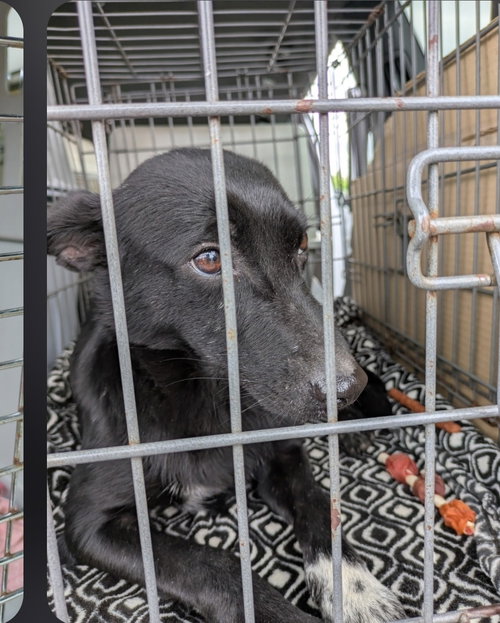 Sapphire Velvet, an adoptable Terrier in Saunderstown, RI