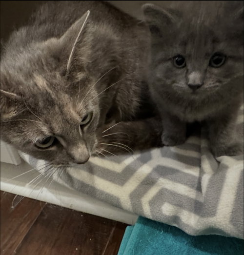 Lucinda C and Misty - bonded, an adoptable Tabby in Saunderstown, RI