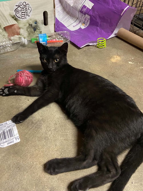 Spitfire C Therrien, an adoptable Domestic Short Hair in Saunderstown, RI