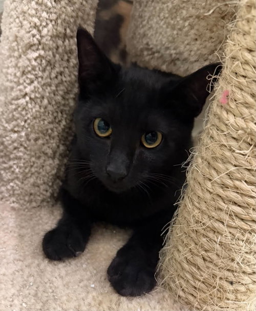 Spitfire C Therrien, an adoptable Domestic Short Hair in Saunderstown, RI