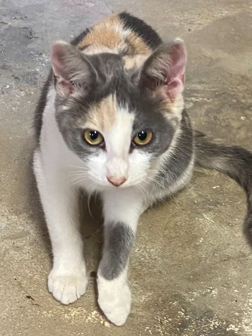 Callie C Therrien, an adoptable Calico in Saunderstown, RI