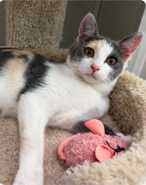 Cali C Therrien, an adoptable Dilute Calico in Saunderstown, RI