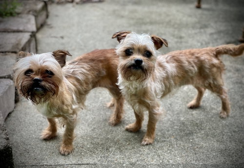 Baby & Bae Bae Gatlin Bonded pair, an adoptable Terrier in Saunderstown, RI